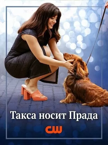 Лапы в городе / Paws in the City